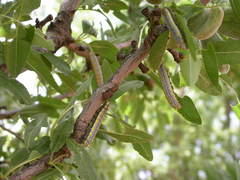 Diloba caeruleocephala