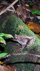 Limnonectes blythii