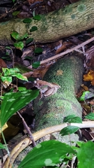 Limnonectes blythii