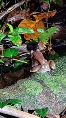 Limnonectes blythii
