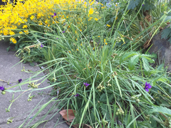 Sisyrinchium idahoense macounii