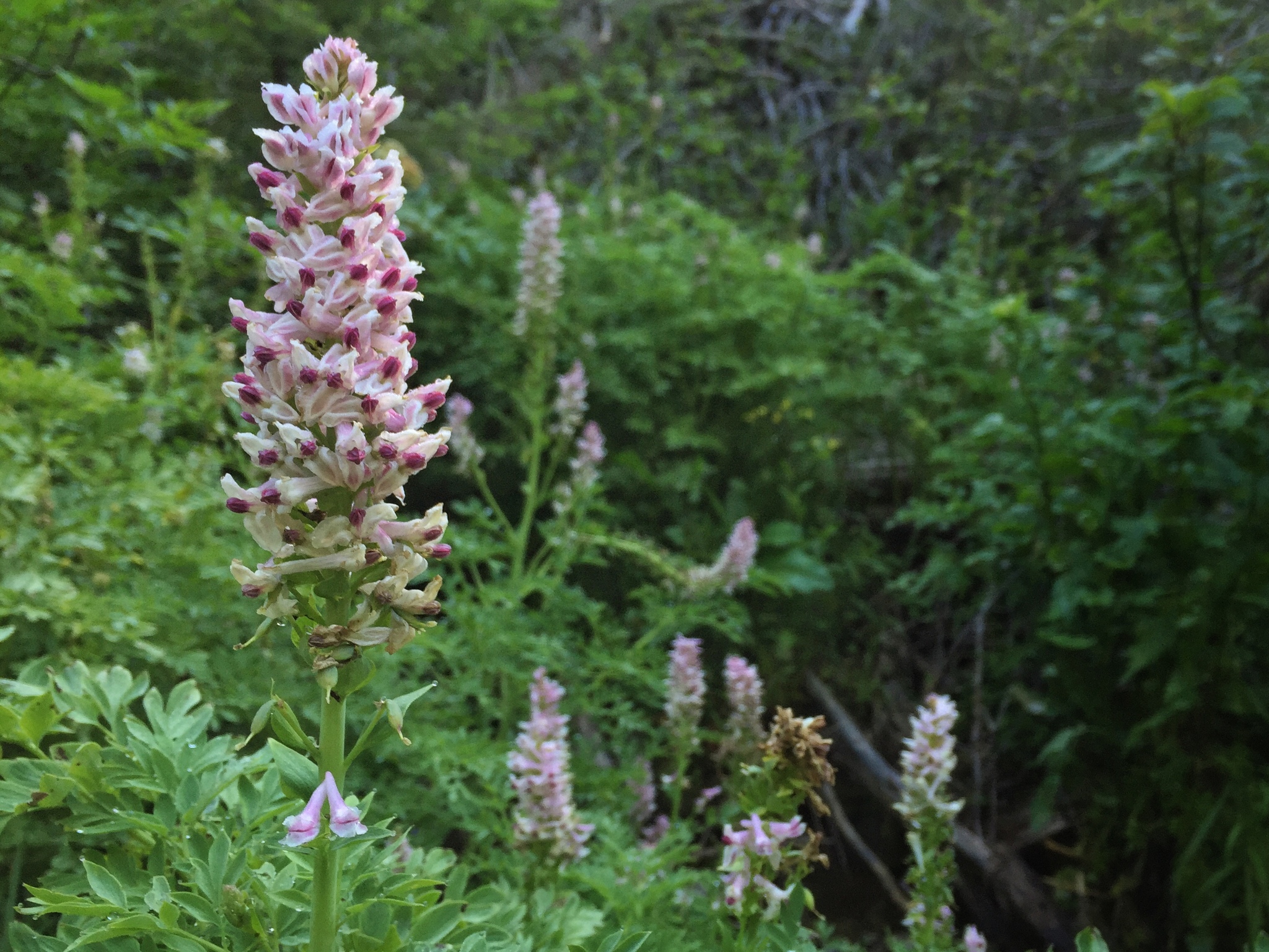 Corydalis caseana