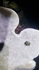 Eumorphus marginatus