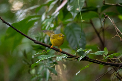 Myiothlypis flaveola