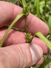 Carex jamesii