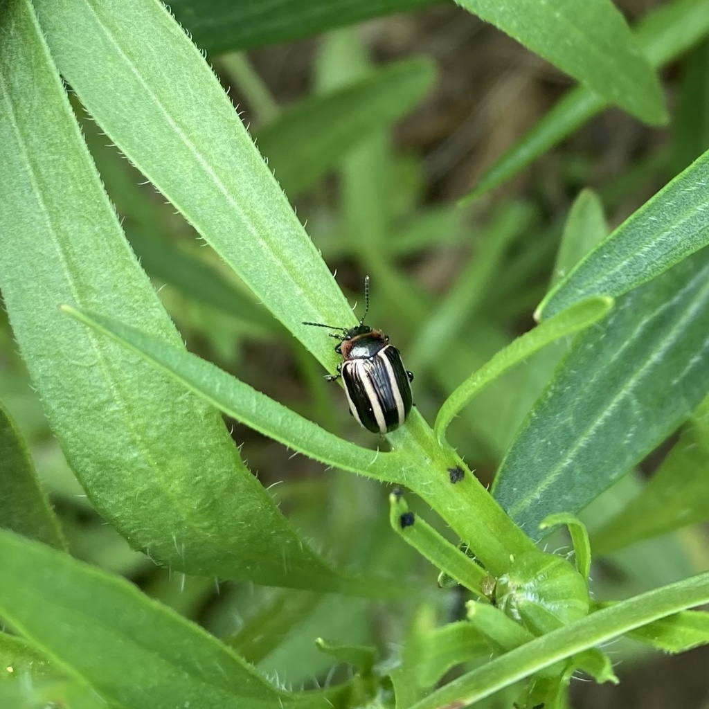 Coreopsis Beetle from Myersville on May 17, 2022 at 03:53 PM by Katie ...