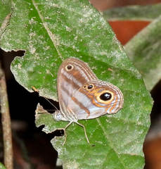 Chloreuptychia hewitsonii