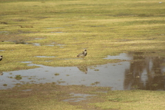 Vanellus resplendens