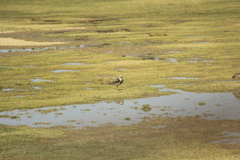 Vanellus resplendens