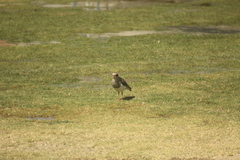 Vanellus resplendens