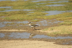 Vanellus resplendens