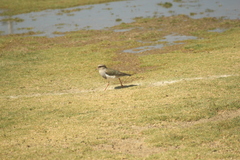 Vanellus resplendens