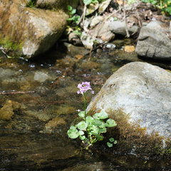 Cardamine raphanifolia
