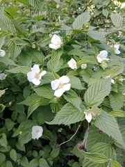 Rhodotypos