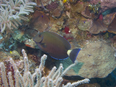 Acanthurus chirurgus