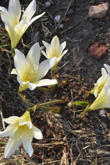 Zephyranthes concolor