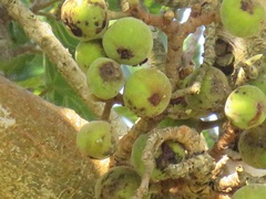 Ficus sycomorus sycomorus