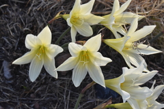 Zephyranthes concolor