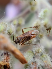 Pseudopsallus angularis