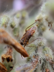 Pseudopsallus angularis