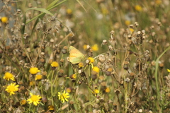 Colias lesbia