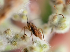 Pseudopsallus angularis