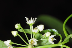 Orthosia