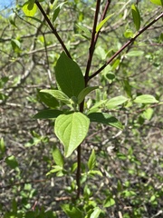 Cornus
