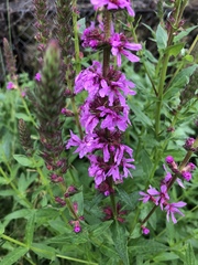 Lythrum salicaria