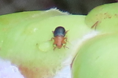 Chirodica
