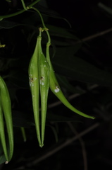 Orthosia