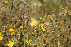 Colias lesbia