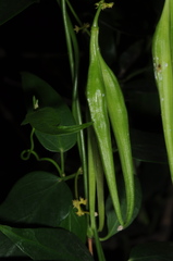 Orthosia