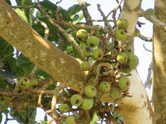 Ficus sycomorus sycomorus