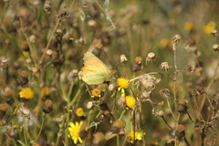 Colias lesbia