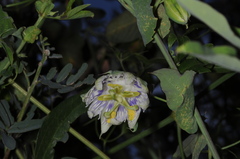 Passiflora tucumanensis