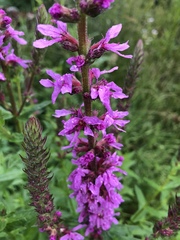 Lythrum salicaria