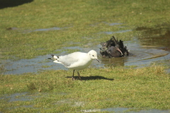Chroicocephalus serranus