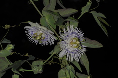 Passiflora tucumanensis