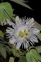 Passiflora tucumanensis