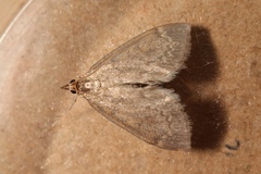 Anania fuscalis