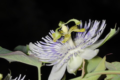 Passiflora tucumanensis