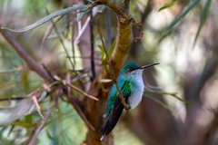 Thalurania glaucopis