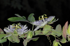 Passiflora tucumanensis