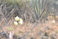 Zephyranthes concolor