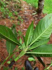 Hedyosmum bonplandianum