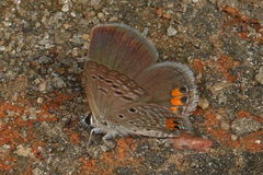 Freyeria trochylus