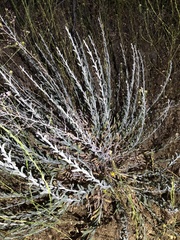 Tetradymia canescens
