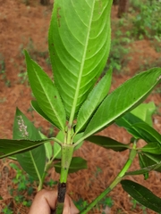 Hedyosmum bonplandianum