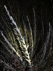 Tetradymia canescens
